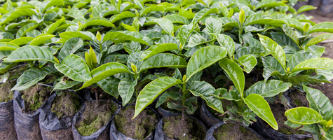 zdjęcie przedstawiające sadzonki kawy