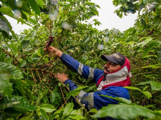 mężczyzna zbierający ziarna kawy
